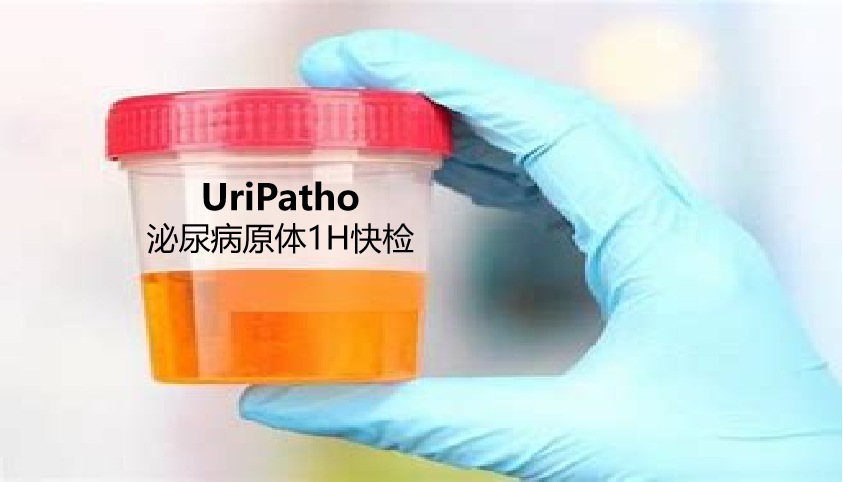 uriPatho，泌尿感染病原谱